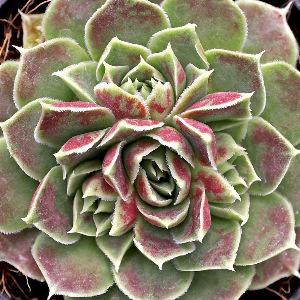 Sempervivum heuffelii 'Angel Wings' Questions & Answers