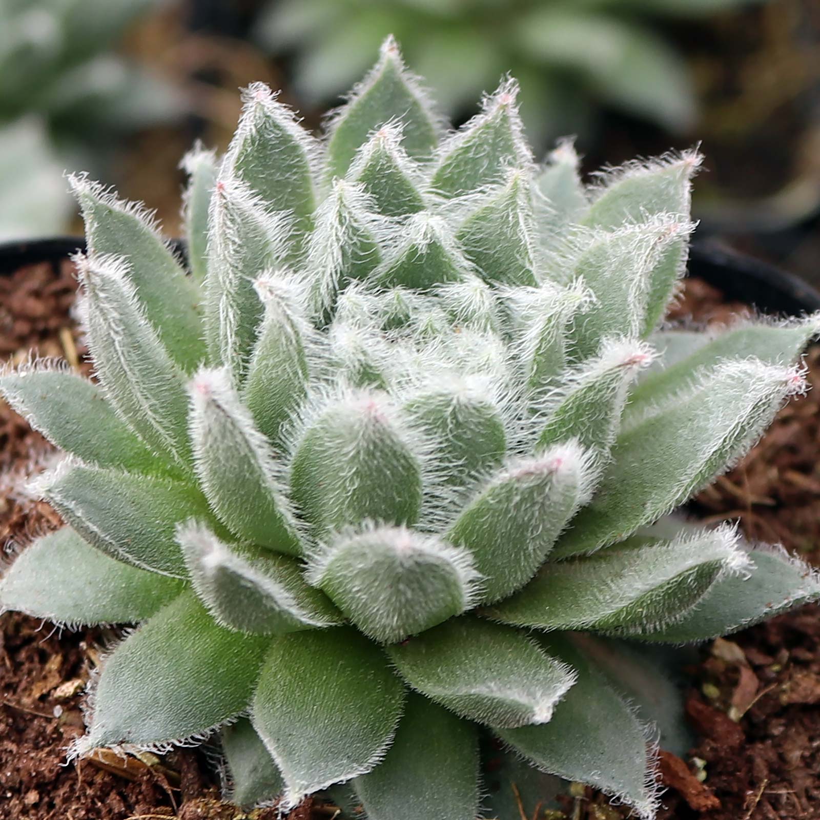 Sempervivum 'Rosa Madchen' Questions & Answers