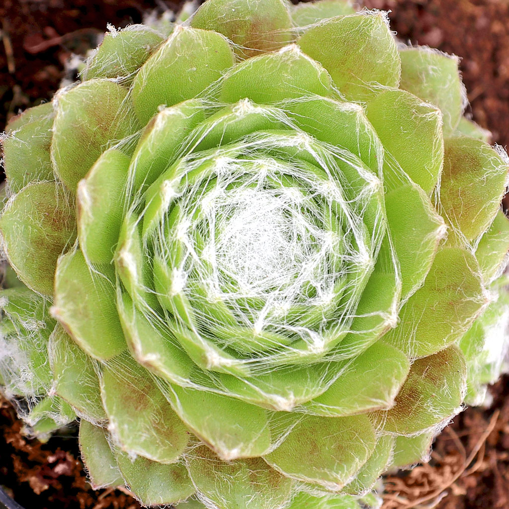 Sempervivum 'Lemon Babies' Questions & Answers