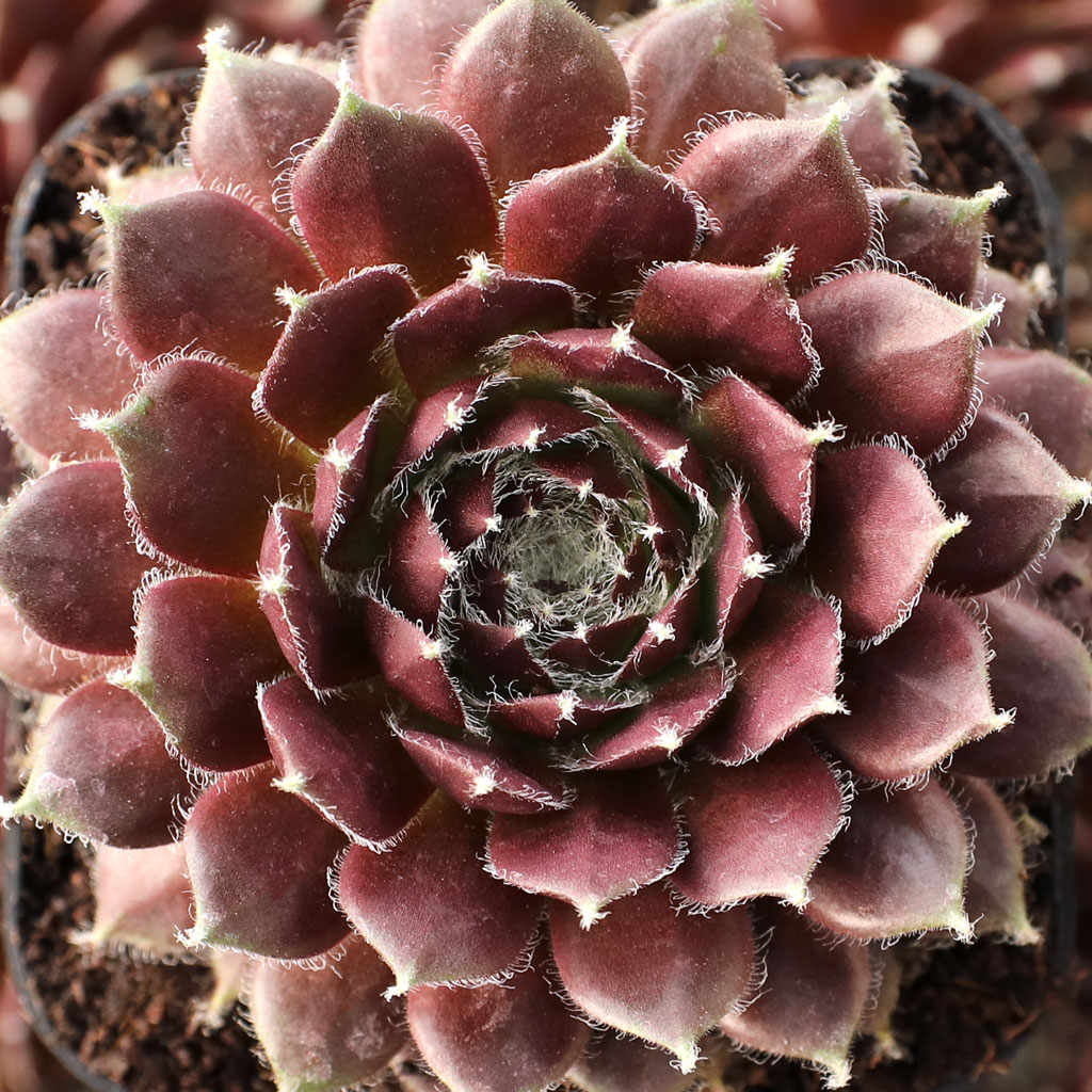 Sempervivum 'Cherry Frost' Questions & Answers