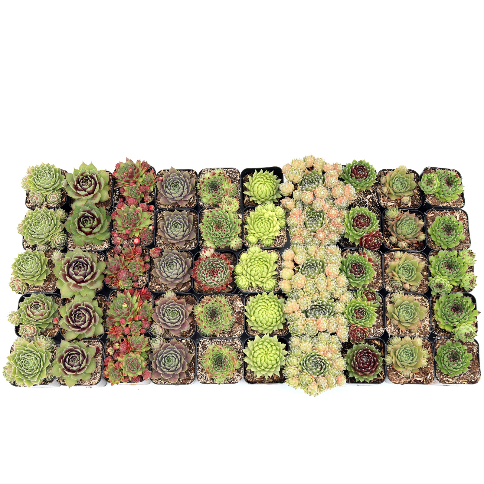 Sempervivum Bulk 50 Tray - 10 Types w/ ID - 2in Pots Questions & Answers