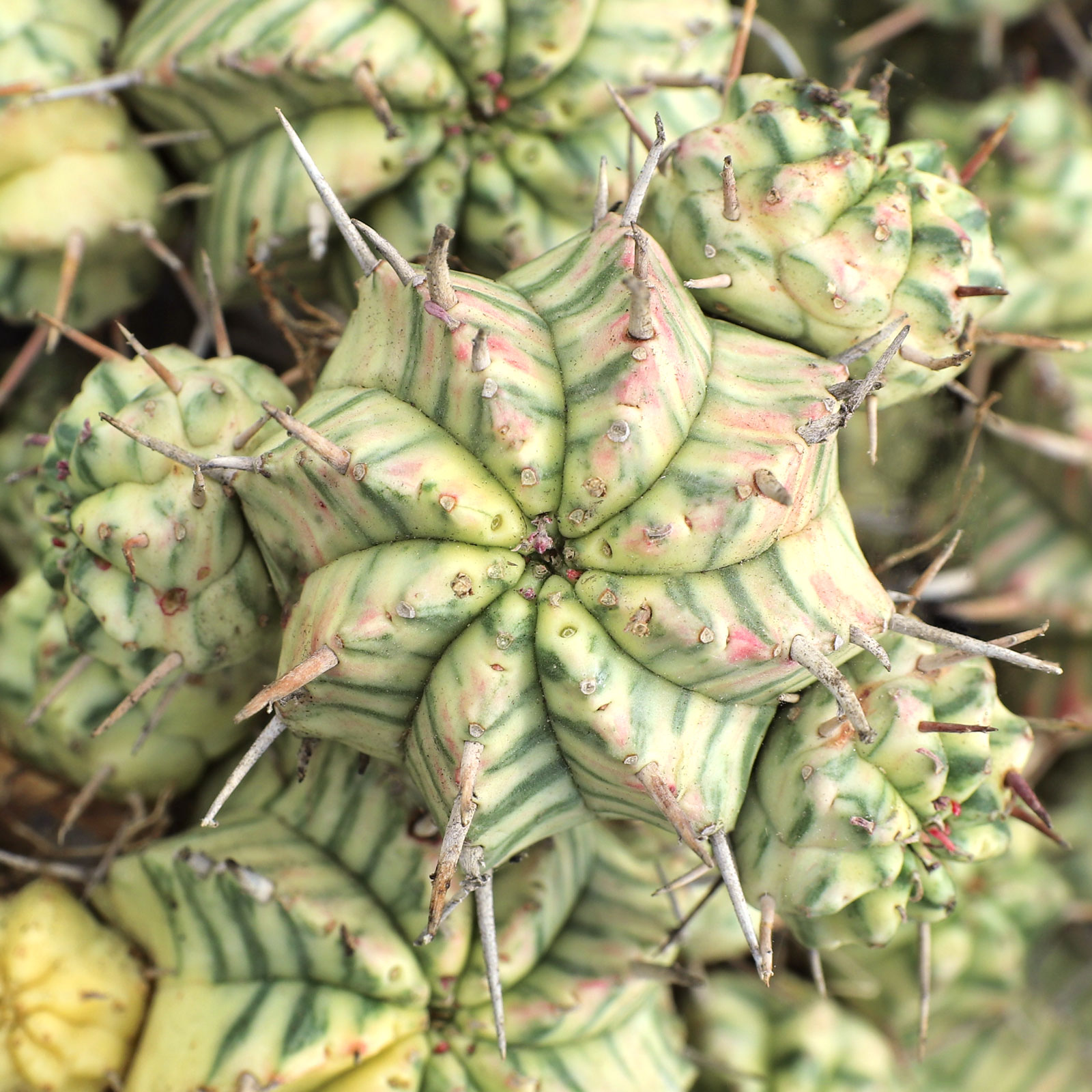 I just received my bare root euphorbia. Do I need to soak it before planting?