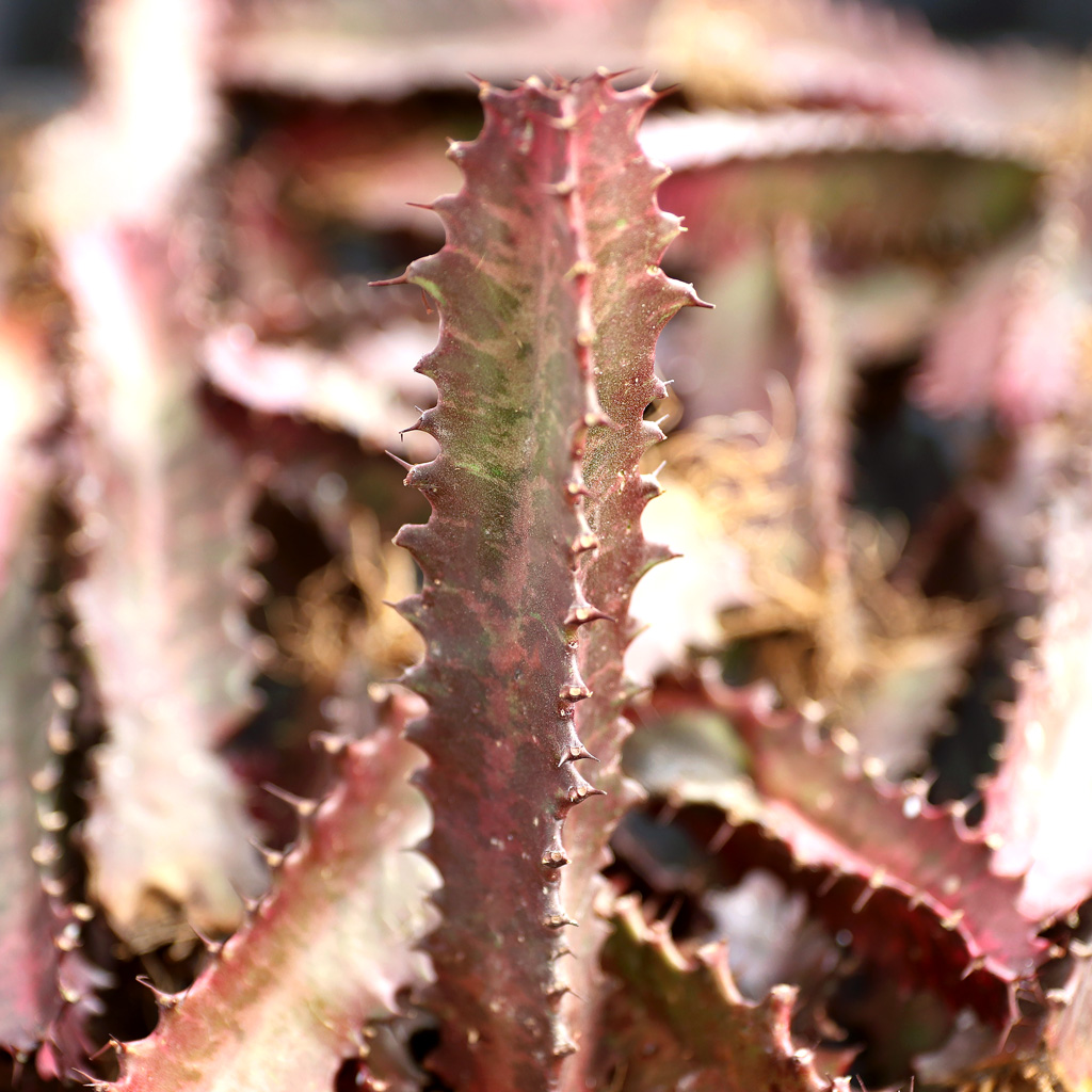 Euphorbia trigona 'Rubra' [bare root] [landscape quality] Questions & Answers