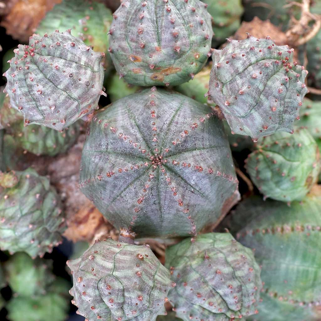 Is euphorbia in the cactus family