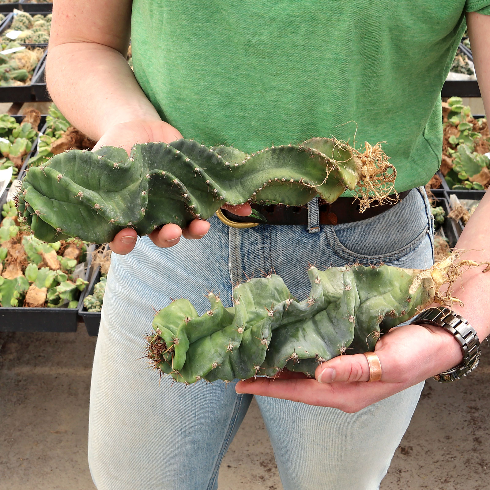 Black dots on cactus