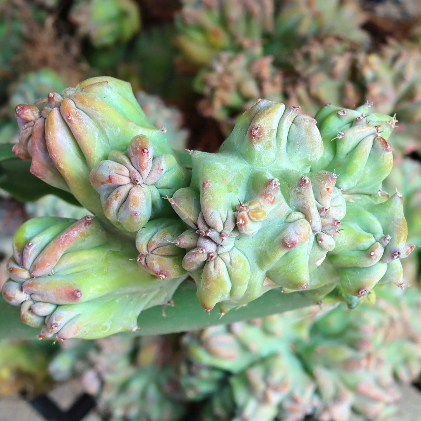 Myrtillocactus geometrizans f. cristatus - Dinosaur Back [bare root] Questions & Answers