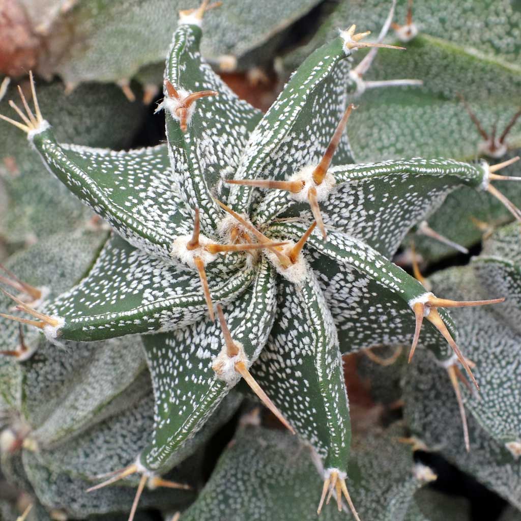 There seems to be quite a lot of variation in your Astrophytum ornatum varieties. What's the difference?