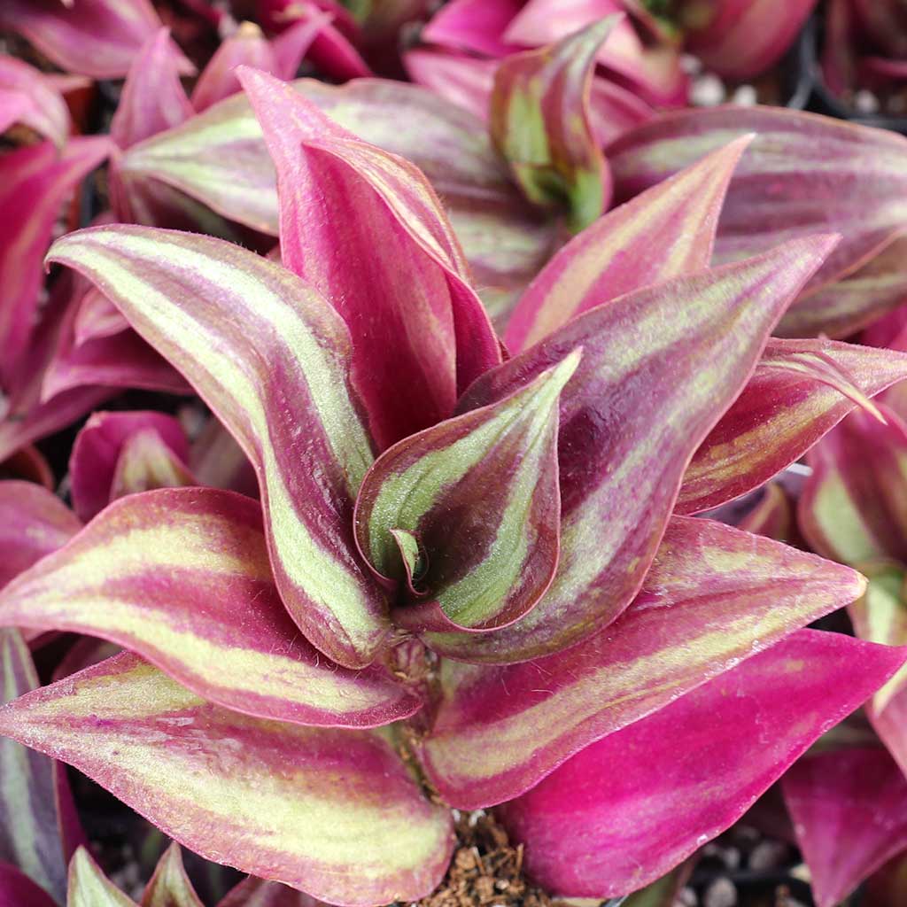 Tradescantia zebrina - Spiderwort Questions & Answers