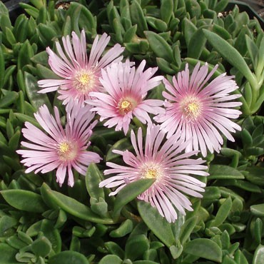 Delosperma 'Lavender Ice' [large] Questions & Answers