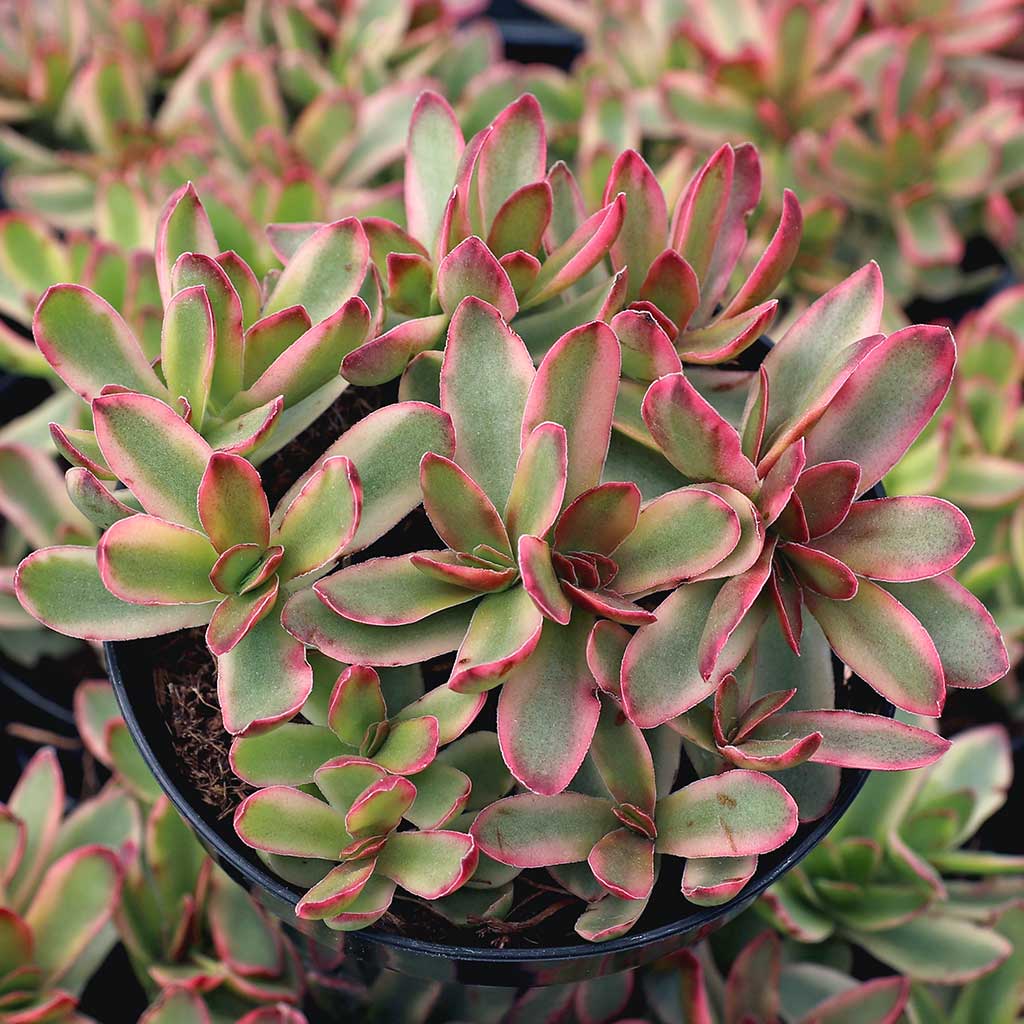 Crassula capitella 'Campfire' - Variegated [large] [limited] Questions & Answers