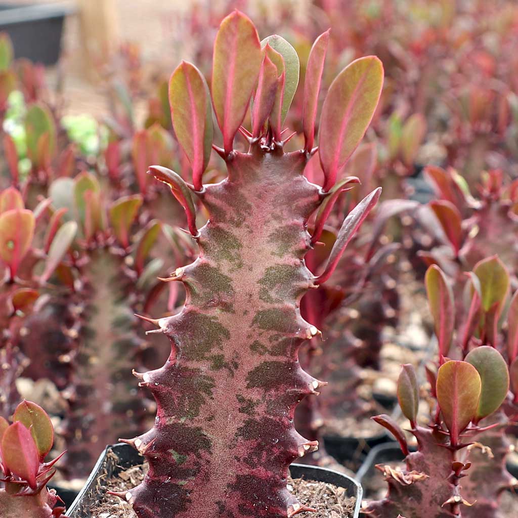 Euphorbia trigona 'Rubra' Questions & Answers