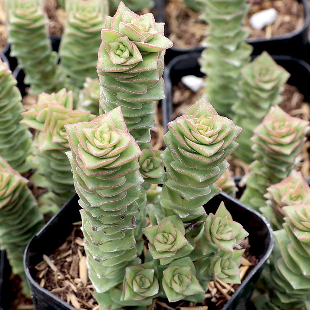 Crassula 'Green Pagoda' Questions & Answers