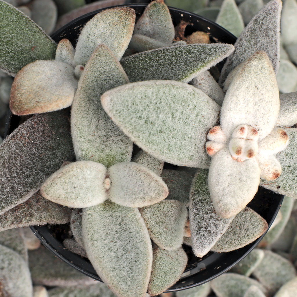 Will this variety thrive indoors in a terrarium?