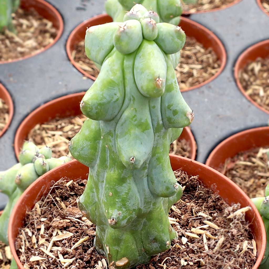 Myrtillocactus geometrizans - Boobie Cactus [large] [limited] Questions & Answers