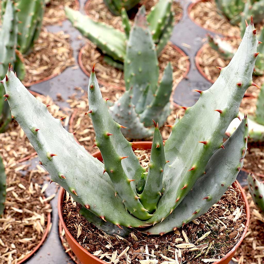 Will this aloe poke you?