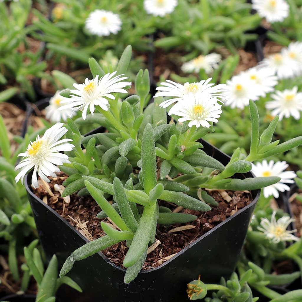 Delosperma Hot Cakes® 'Coconut Crush' Questions & Answers