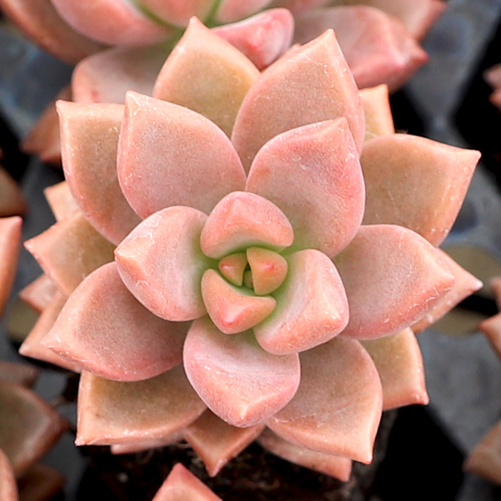 What is a succulent plug?