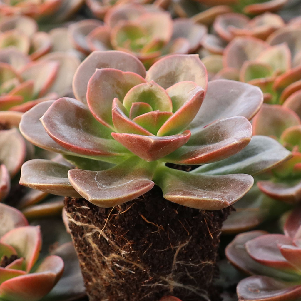 What is a succulent plug?