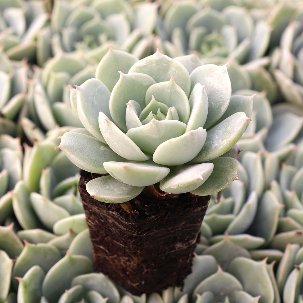 What is a succulent plug?