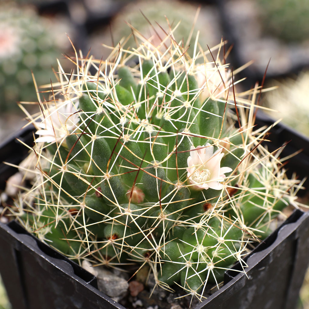 Mammillaria decipiens ssp. camptotricha - Bird's Nest Cactus [large] Questions & Answers