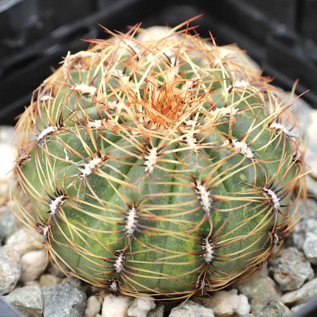 Oroya peruviana Questions & Answers