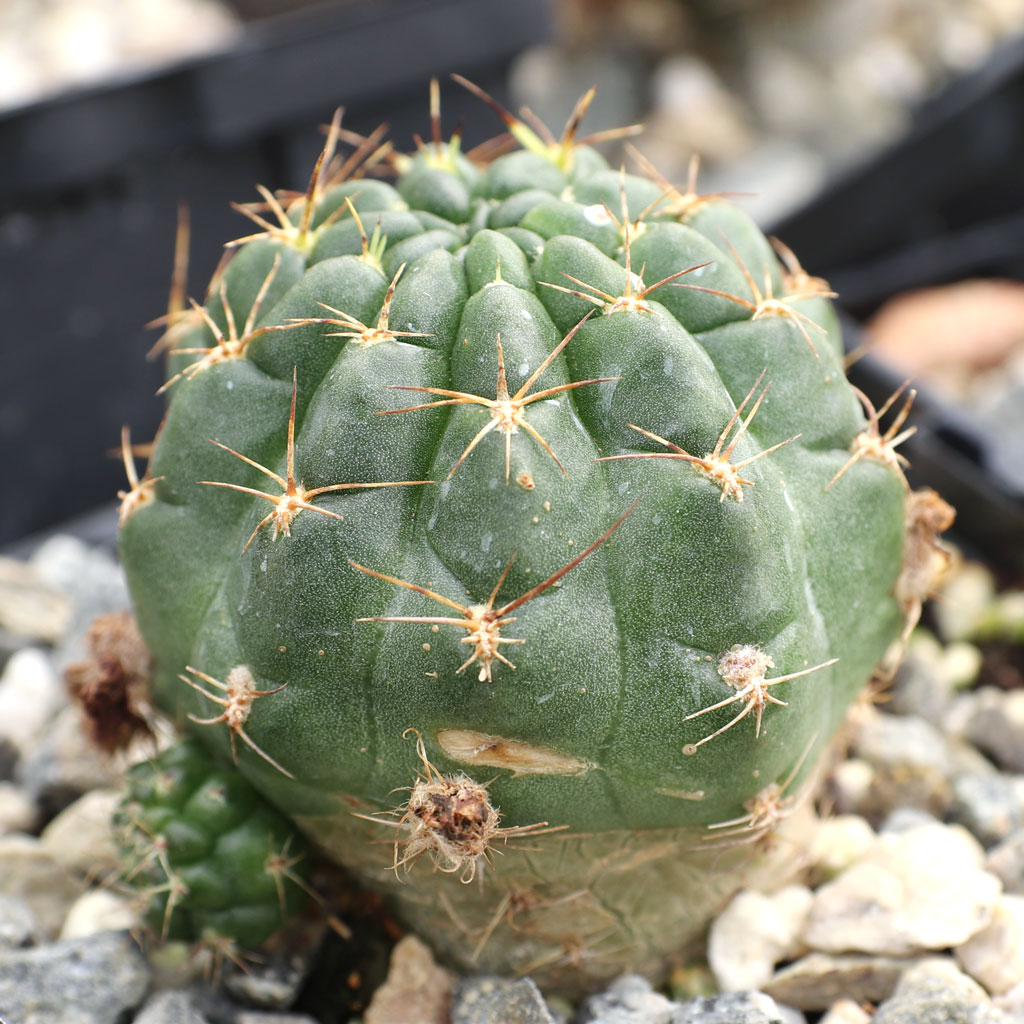 Echinopsis backebergii ssp. wrightiana Questions & Answers