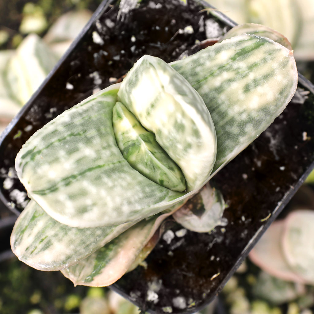 Gasteria 'Fuji Yuki' Questions & Answers