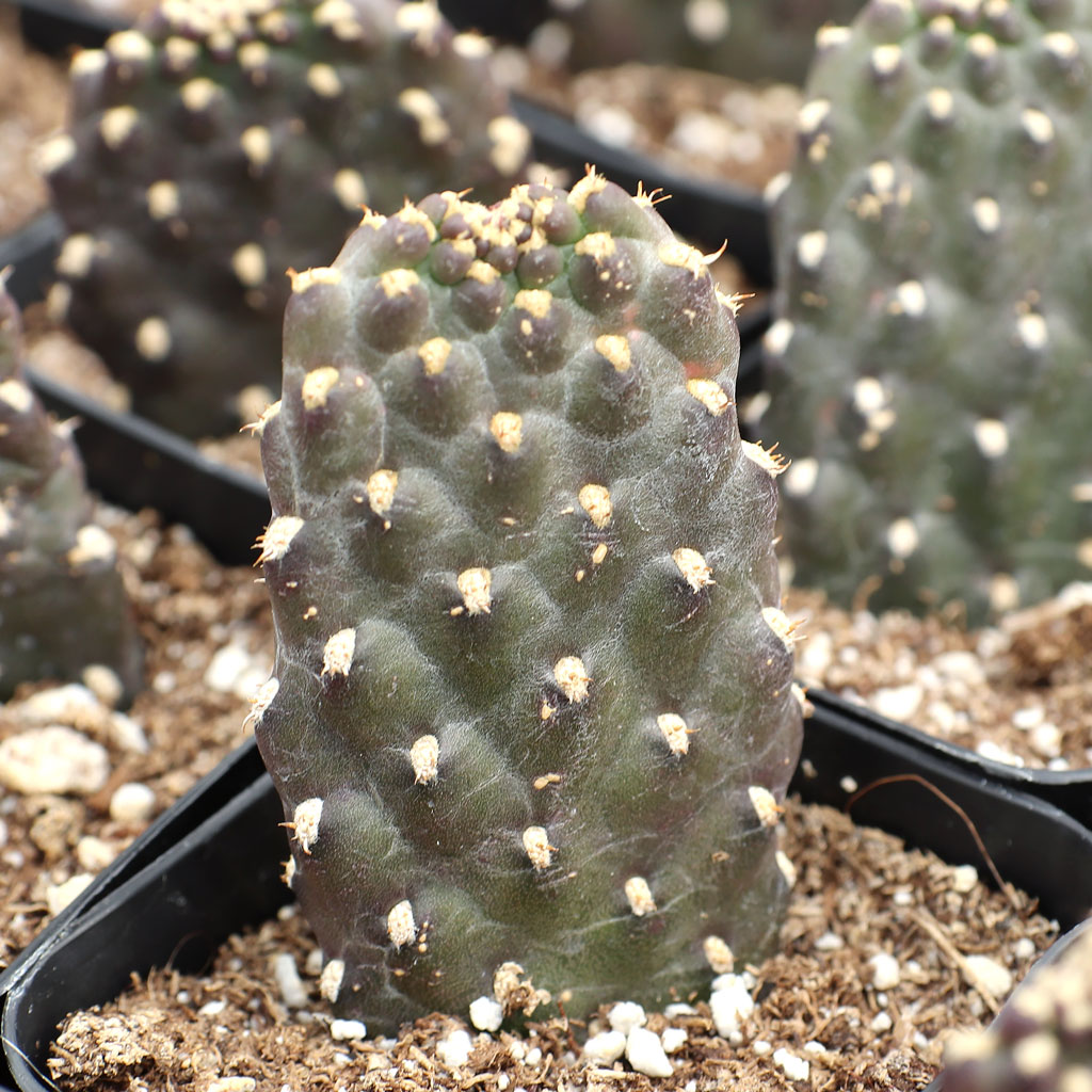 Consolea rubescens - Roadkill Cactus Questions & Answers