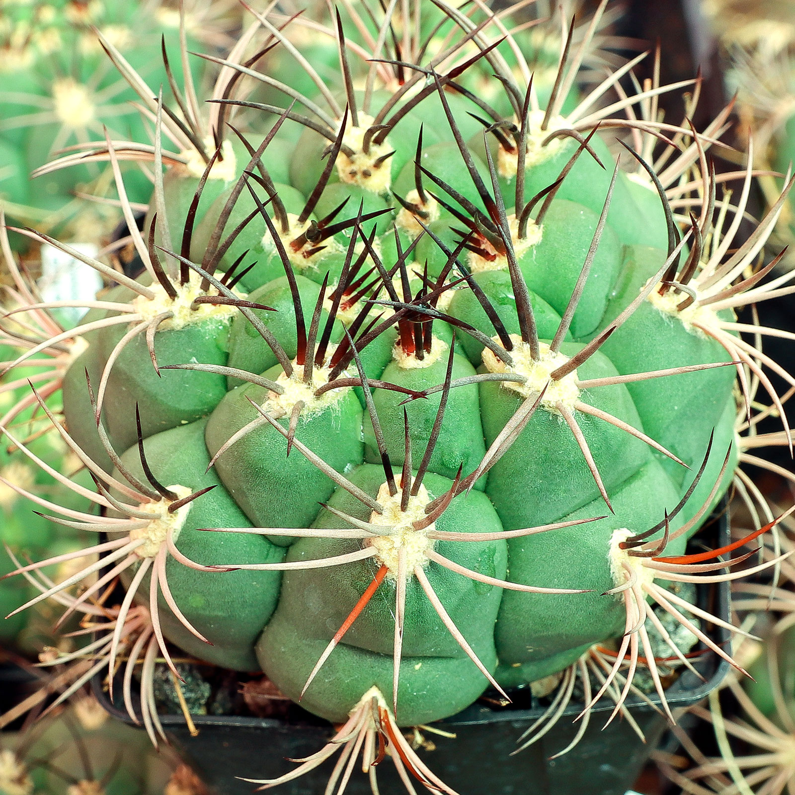 What is the white circle on my  catus