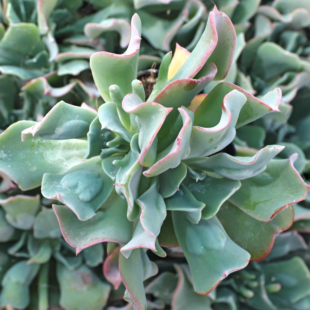 Echeveria 'Blue Spur' Questions & Answers