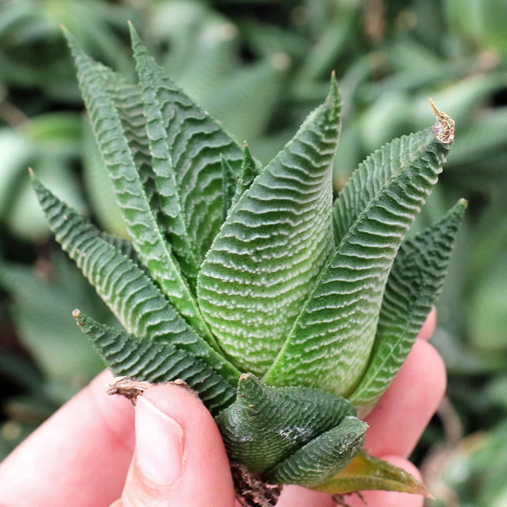 Haworthia limifolia f. spiralis [cutting] Questions & Answers