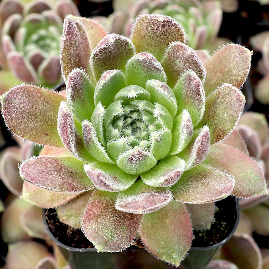 Sempervivum 'Sunkist' Questions & Answers