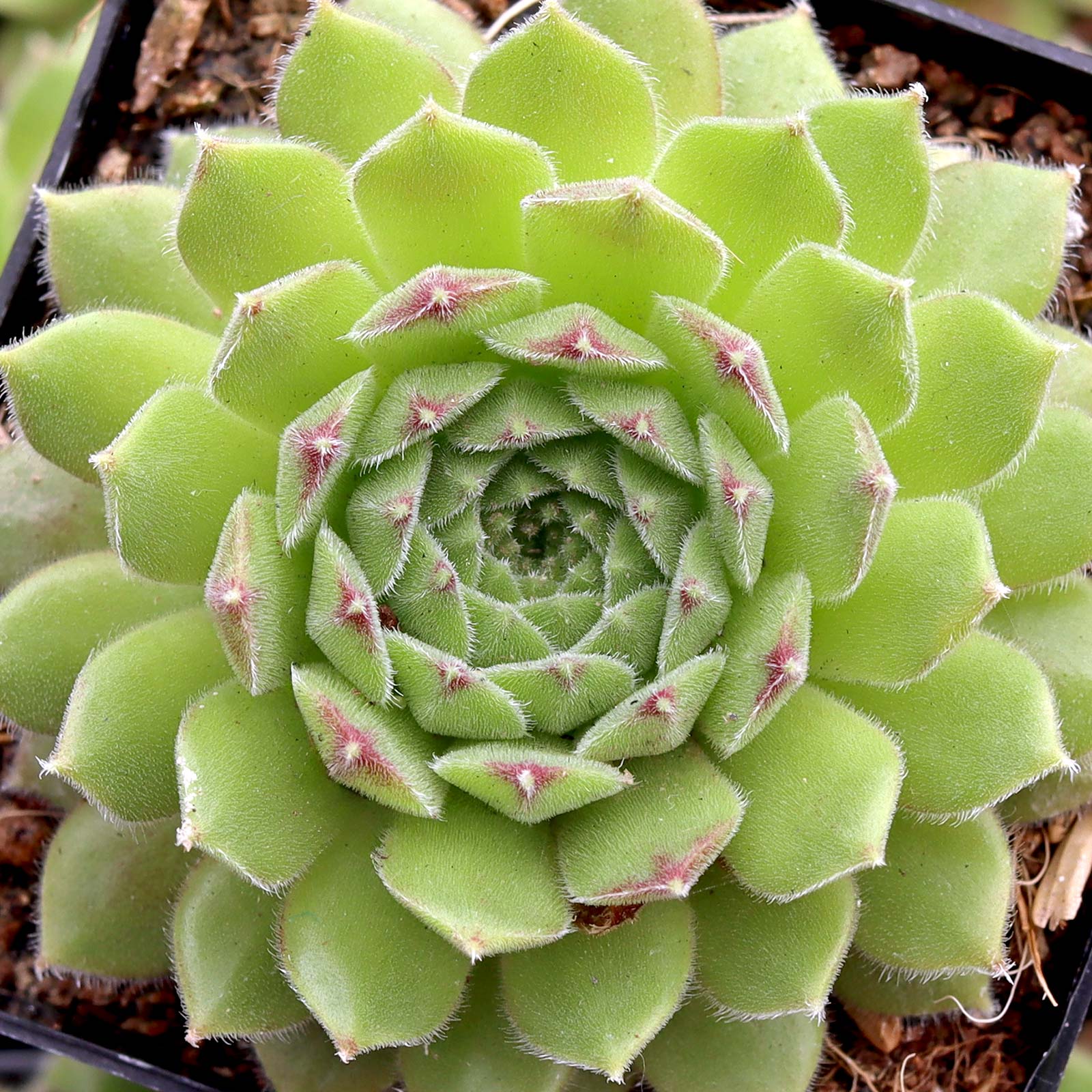 Can I plant my sempervivum in the ground now (zone 7)?