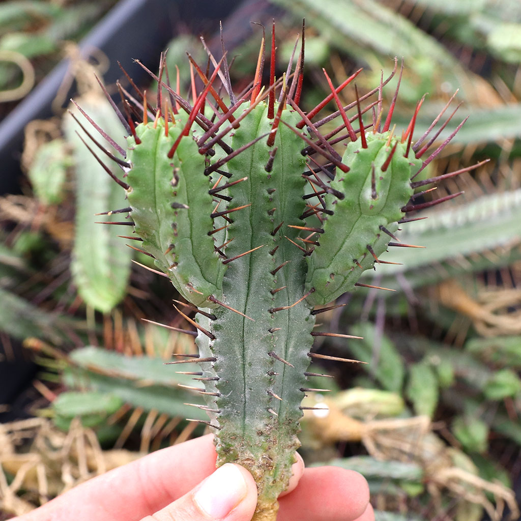 Euphorbia enopla [cutting] Questions & Answers