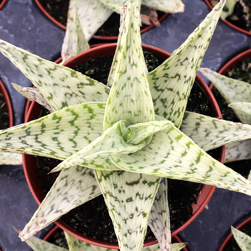 Is aloe quick silver a good house plant?