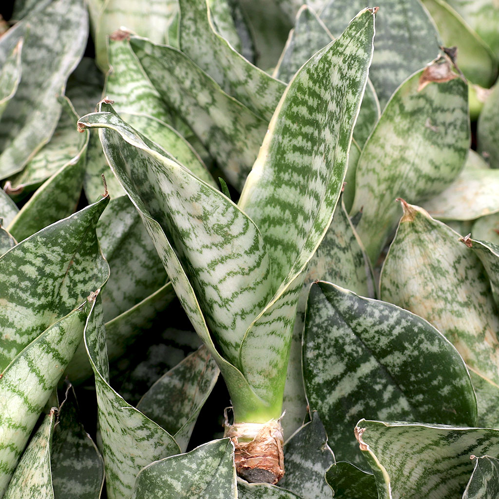 How do you plant the Sanservieria cuttings?