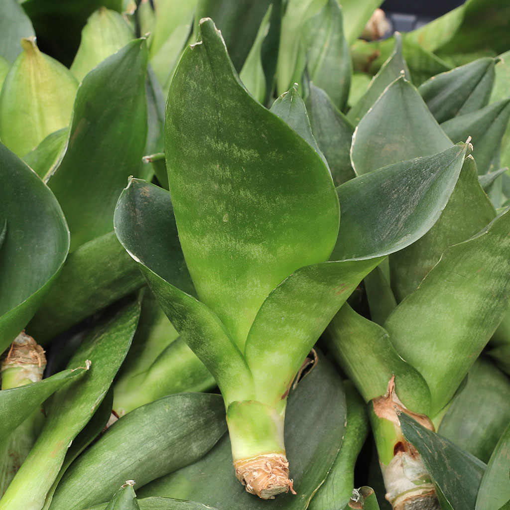 How do you plant the Sanservieria cuttings?