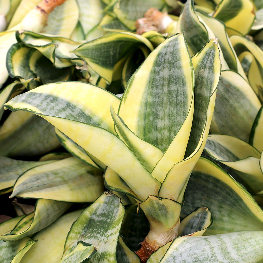 How do you plant the Sanservieria cuttings?