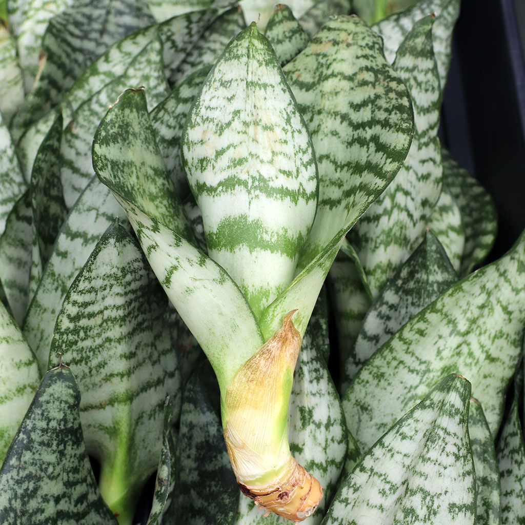 How do you plant the Sanservieria cuttings?