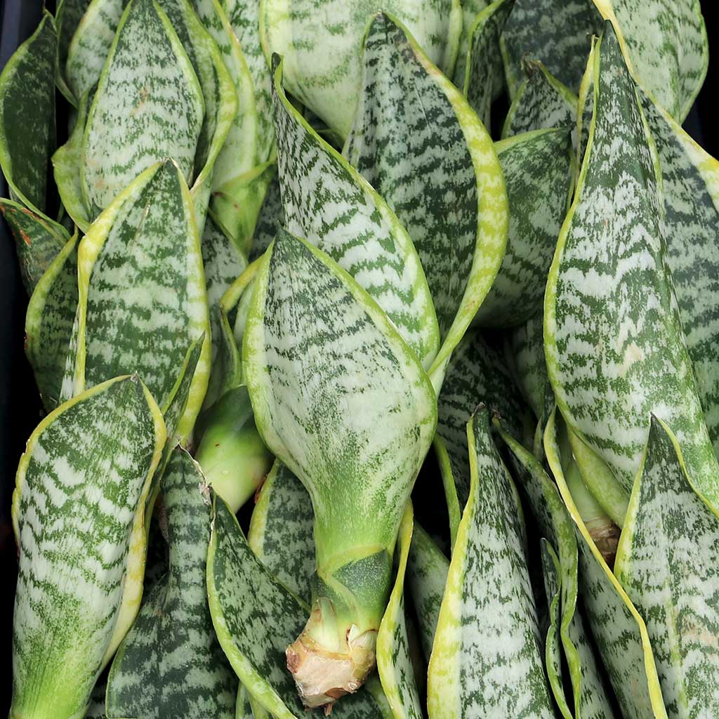 How do you plant the Sanservieria cuttings?