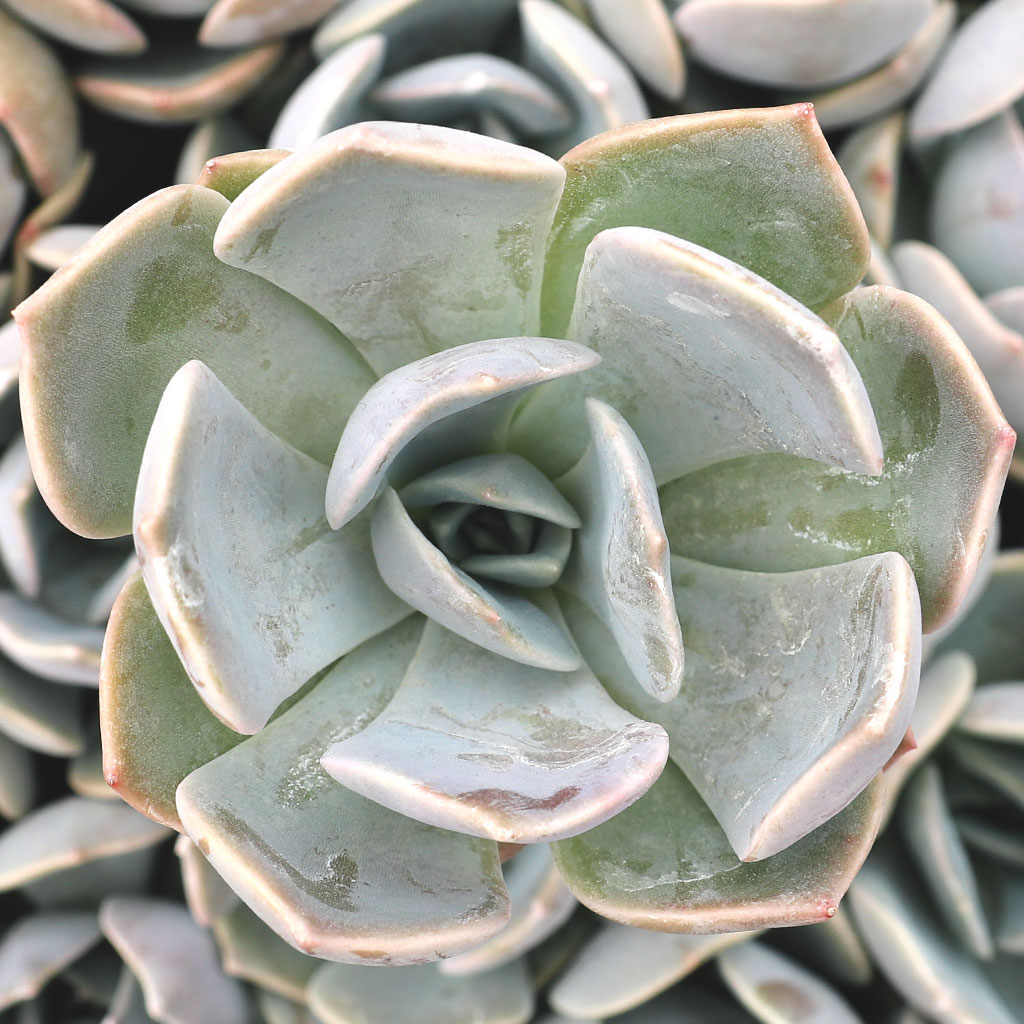 Echeveria 'Agyntha' Questions & Answers