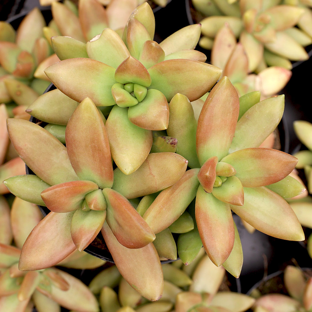 Sedum nussbaumerianum 'Orange Delight' [large] Questions & Answers