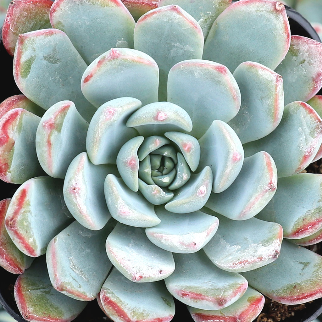 Echeveria 'Pinwheel' Questions & Answers