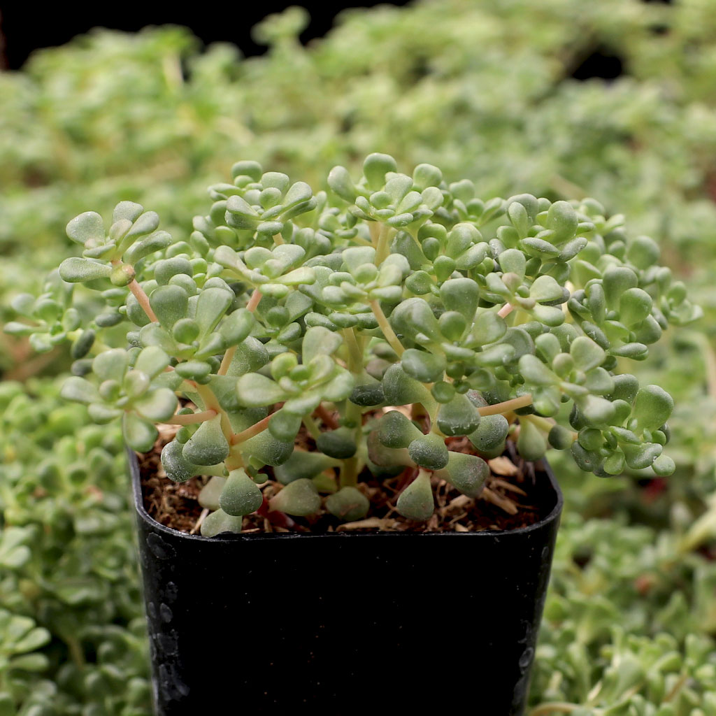 Sedum oreganum - Oregon Stonecrop Questions & Answers