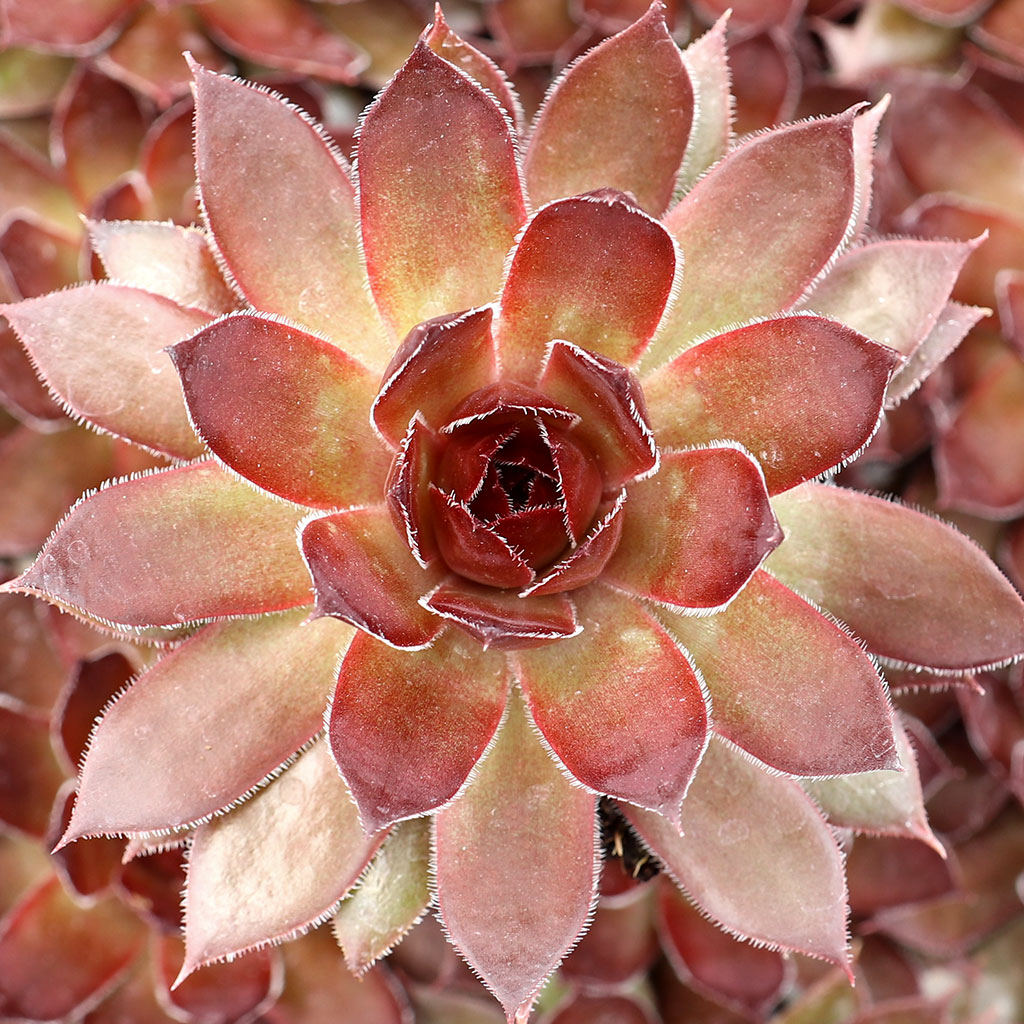 I have a long growth coming out from middle of a Sempervivum. What is that?