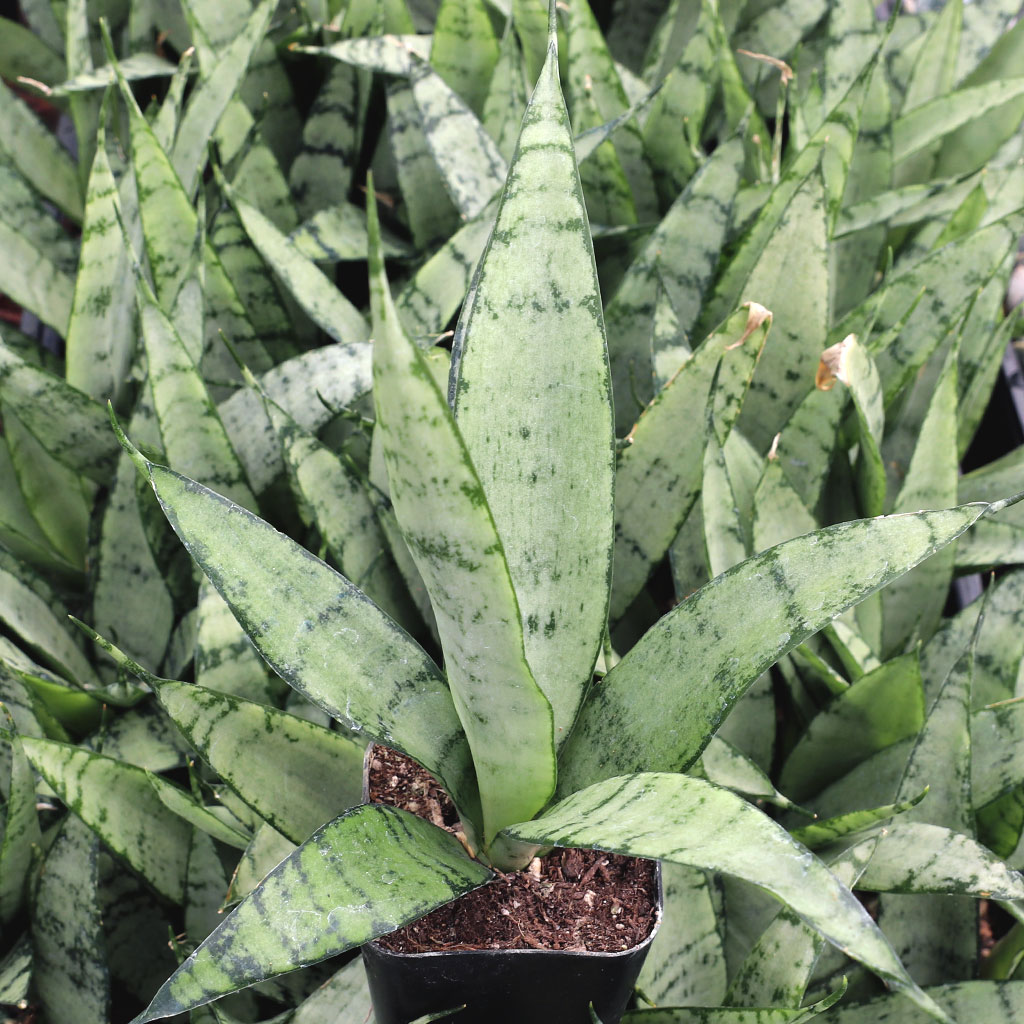 Sansevieria 'Silver Princess' Questions & Answers