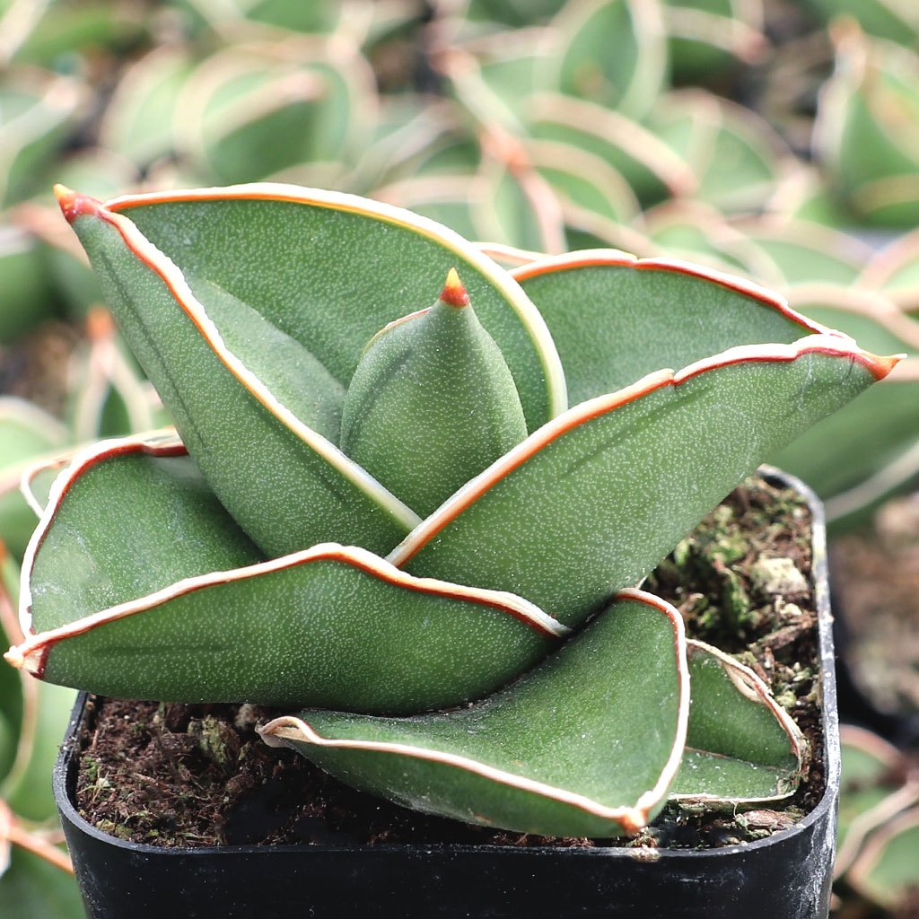 Is this the dwarf or full sized species of Sansevieria ehrenbergii? Thank you!