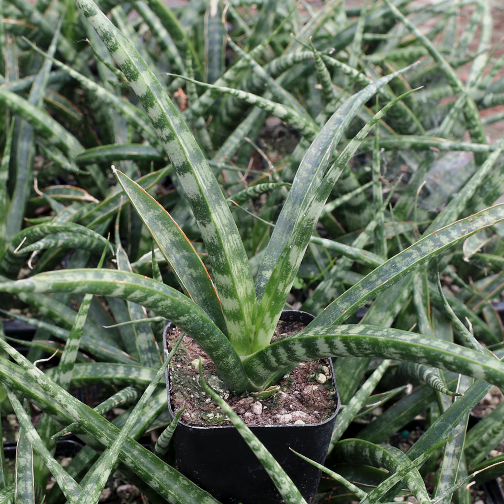 Propagation of Sansaveria