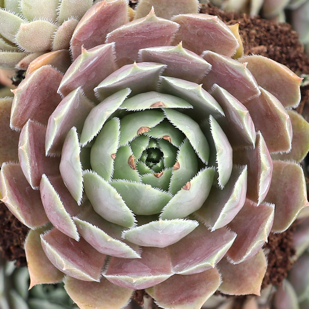 Sempervivum 'Pacific Lassie' Questions & Answers