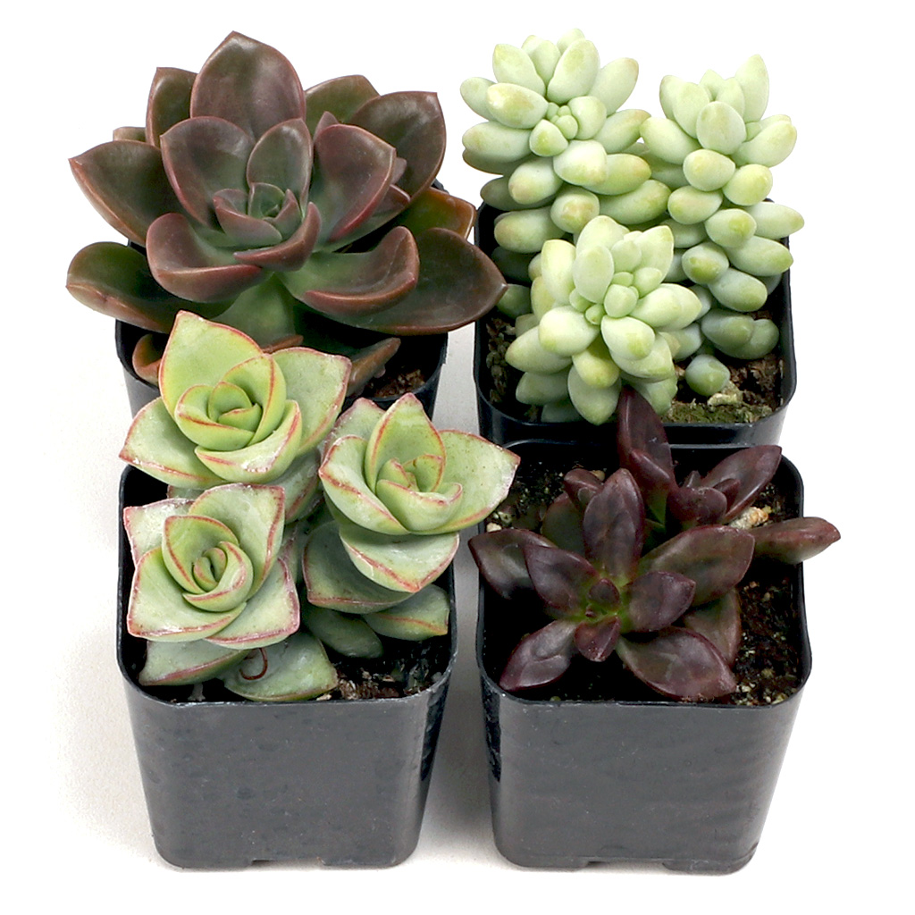 Are the plants shown the plants that are included in the Mint Chocolate Succulent Set?